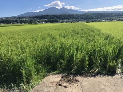 米 令和7年 ゆうだい21 白米 5kg×2袋 計10キロ [穂足農園 山梨県 韮崎市 20745226] ご飯 美味しい