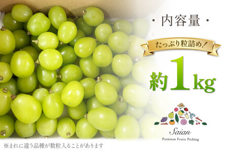 2026年発送】シャインマスカット 訳あり家庭用 粒 にてお届け 約1kg