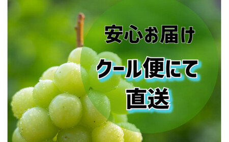 先行受付】訳あり 山梨県産 シャインマスカット 粒にてお届け 約1kg