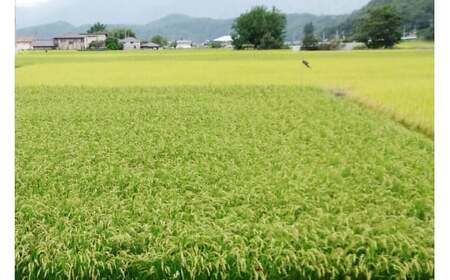 【期間限定発送】 米 令和7年産 キヌヒカリ 5kg [大成農房 山梨県 韮崎市 20743082]