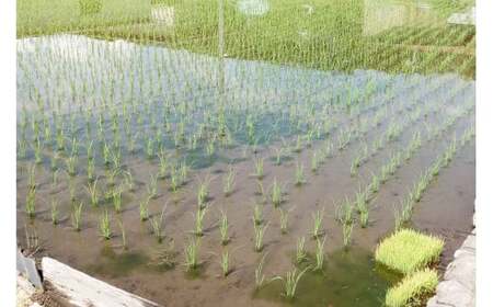 【期間限定発送】 米 令和7年産 キヌヒカリ 5kg [大成農房 山梨県 韮崎市 20743082]