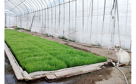 【期間限定発送】 米 令和7年産 キヌヒカリ 5kg [大成農房 山梨県 韮崎市 20743082]