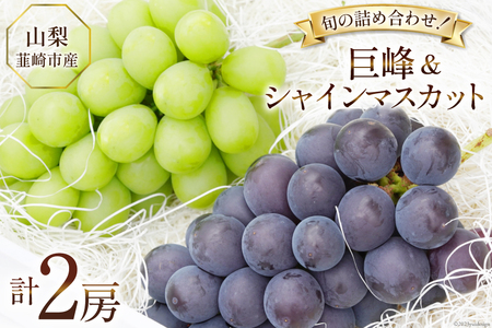 油絵（葡萄）ぶどうブドウ巨峰シリーズ3