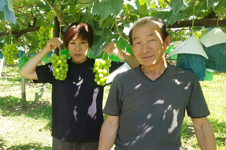 【2026年発送】 訳あり 旬のぶどう 詰め合わせ 2kg  家庭用 [みのり農園 山梨県 韮崎市 20742853]