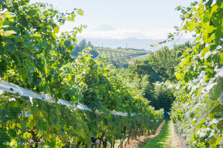 ワイン 赤 飲み比べ  4本 セット ソムリエセレクト 詰め合わせ  [本坊酒造 マルス穂坂ワイナリー 山梨県 韮崎市 20743505] 