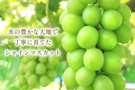 2025年発送】【胸キュンをお届け】シャインマスカット1房 700g以上 [の  