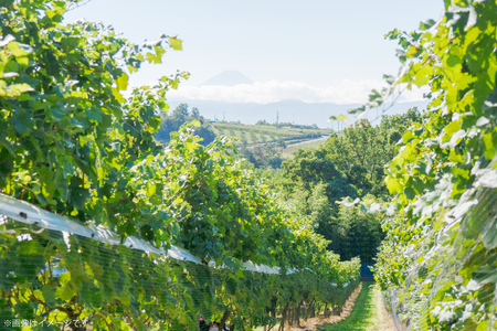 ワイン 白 飲み比べ 4本 セット ソムリエセレクト詰め合わせ [本坊酒造 マルス穂坂ワイナリー 山梨県 韮崎市 20743677] 