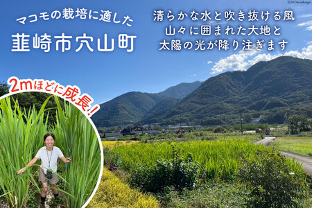 お茶 「真菰茶」50g×1袋 [マコモ農園さんさん 山梨県 韮崎市 20743734] 茶葉 お茶っぱ お茶っ葉 美容 健康 デトックス まこも 真菰 マコモ茶 まこも茶 ノンカフェイン 冷え性
