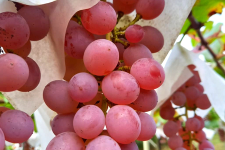 白ワイン｜ワイン｜ 辛口 スパークリング S452  甲州 泡  微発砲 750ml 1本  三之蔵[千葉ぶどう園 山梨県 韮崎市 20742710]