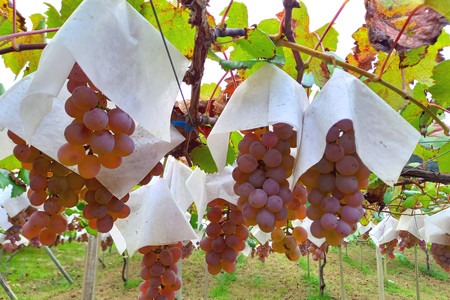 白ワイン｜ワイン｜ 辛口 スパークリング S452  甲州 泡  微発砲 750ml 1本  三之蔵[千葉ぶどう園 山梨県 韮崎市 20742710]