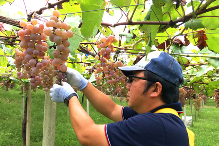 白ワイン｜ワイン｜ 辛口 スパークリング S452  甲州 泡  微発砲 750ml 1本  三之蔵[千葉ぶどう園 山梨県 韮崎市 20742710]