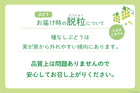 【2025年発送】山梨県産シャインマスカット1房(600～700g) [斎庵 山梨県 韮崎市 20742805] シャインマスカット フルーツ 果物 くだもの マスカット シャイン ブドウ ぶどう 葡萄 種無し 山梨県産 期間限定 季節限定 冷蔵