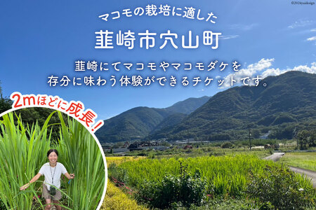 マコモ体験チケット（3,000円分）田植え 収穫 マコモ料理 手仕事体験 [マコモ農園さんさん 山梨県 韮崎市 20742712]