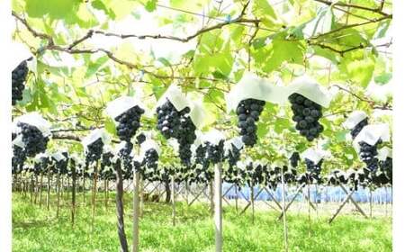 【2026年発送】 ぶどう 先行受付 ピオーネ 2kg [Creation farm 山梨県 韮崎市 20743253]