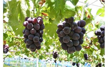 【2026年発送】 ぶどう 先行受付 ピオーネ 2kg [Creation farm 山梨県 韮崎市 20743253]