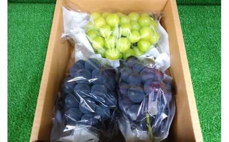 【2026年発送】 ぶどう 先行予約 シャインマスカット & ピオーネ 食べ比べ 約2kg  [フルーツランド平賀 山梨県 韮崎市 20742835]