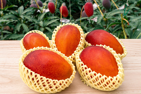 【期間限定発送】訳あり 八ヶ岳 完熟マンゴー ご家庭用 2kg セット [採園 山梨県 韮崎市 20742962]