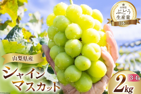 【2026年発送】先行受付 シャインマスカット 山梨 予約 約 2kg 3～ 4房 [OUTTA REACH JAPAN 山梨県 韮崎市 20742972]