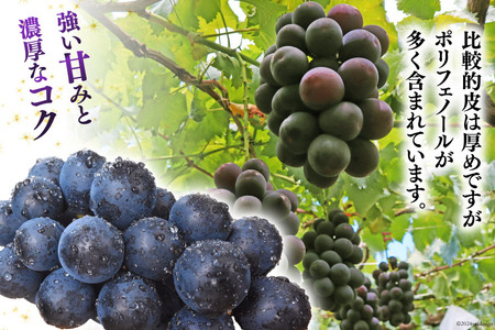 【2026年発送】昔ながらの ぶどう先行受付 巨峰 約 2kg  NS-1003 [韮崎翠緑 山梨県 韮崎市 20743062]