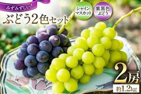 【期間限定発送】ぶどう 先行予約 食べ比べ 2色  シャインマスカット 巨峰 or ピオーネ 約 1.2kg [鈴木ぶどう園 山梨県 韮崎市 20743033]
