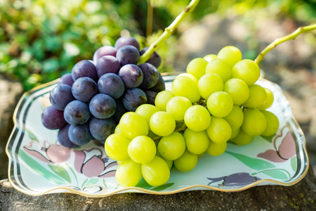 【期間限定発送】ぶどう 先行予約 食べ比べ 2色  シャインマスカット 巨峰 or ピオーネ 約 1.2kg [鈴木ぶどう園 山梨県 韮崎市 20743033]