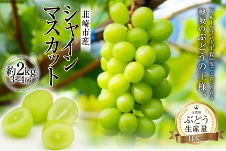 【2026年発送】 シャインマスカット 予約 約 2kg シャイン マスカット 山梨 ぶどう ブドウ 葡萄 種なし 果物 フルーツ 2キロ 山梨県産 産地直送 期間限定 季節限定 冷蔵 [フルーツランド平賀 山梨県 韮崎市 20742831]