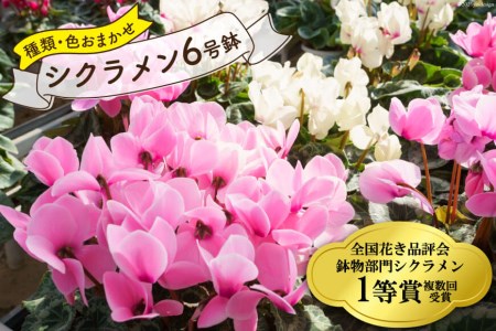 種類 色お任せ シクラメン6号鉢 赤系 ピンク系 黄色系 フリンジ系のいずれか 韮崎ナーセリー 山梨県 韮崎市 山梨県韮崎市 ふるさと納税サイト ふるなび