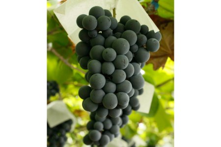 【定期便12回】 赤ワイン 穂坂マスカット・ベーリーA シングル・ヴィンヤード 栽培責任者 横内栄人 750ml 1本 アルコール度 12% [シャトー・メルシャン 勝沼ワイナリー 山梨県 韮崎市 20743323]