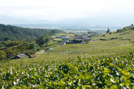 【定期便12回】 赤ワイン 穂坂マスカット・ベーリーA シングル・ヴィンヤード 栽培責任者 横内栄人 750ml 1本 アルコール度 12% [シャトー・メルシャン 勝沼ワイナリー 山梨県 韮崎市 20743323]