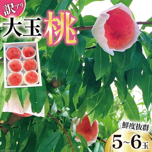 【2026年発送】 訳あり 桃 山梨 大玉 5～6玉 約 2kg もも モモ 2キロ 果物 フルーツ くだもの 果実 朝採れ 朝どれ 旬 季節限定 期間限定 数量限定 冷蔵 大玉桃 デザート 農園直送 産地直送 ジューシー 厳選 [斉藤農園 山梨県 韮崎市 20743040]
