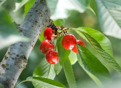 ＜2026年発送先行予約＞南アルプス市産 大粒さくらんぼ“佐藤錦” 2L,3Lサイズ 35粒入 ALPAL017