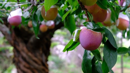 ＜2026年発送先行予約＞南アルプス市産 大玉貴陽 3個入り 約800g ALPAL013