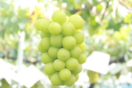 【2026年発送先行予約】厳選!南アルプス市産 シャインマスカット 約1.2kg(2~3房) ALPDD009