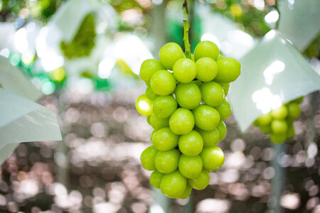 【2026年先行予約_7月上旬～発送】山梨県産早期出荷シャインマスカット 1.7kg以上／箱 3～4房入 ALPAK011｜果物 フルーツ ぶどう シャインマスカット 贈答品