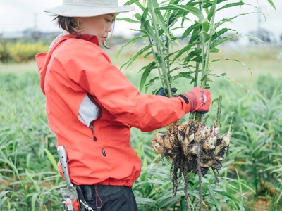 南アルプス市の大人の夜のジンジャーシロップ２本セット（ビビットジンジャー/ピンクバブルプラムジンジャー）　ALPDR002