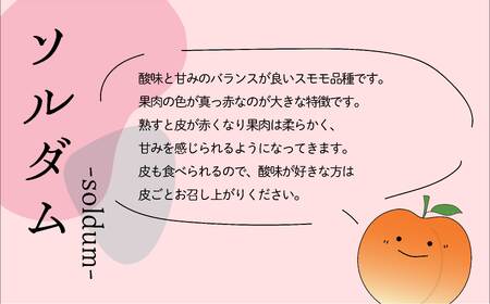 ＜2026年発送先行予約＞農家直送！すもも ソルダム約1.2kg ALPAJ007
