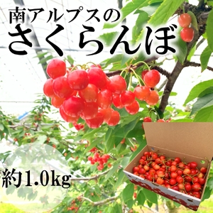 ＜2025年発送分先行予約＞南アルプス市産　さくらんぼ　1kg ALPAH007