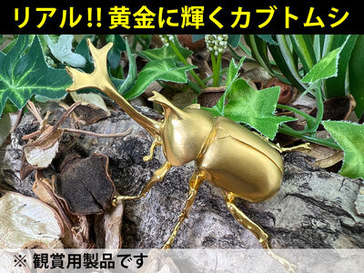 6-33 純金（Ｋ２４）製 兜虫(カブトムシ)