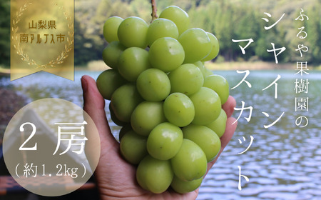 【令和8年発送・先行予約】南アルプス市産シャインマスカット(2房・約1.2kg)真心で育てる大地の宝石！ ALPDX005