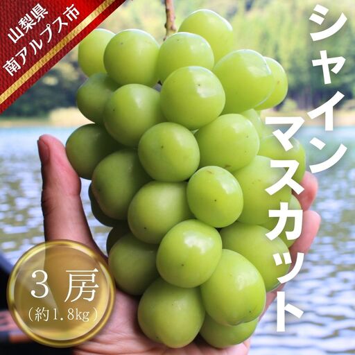 【令和8年発送・先行予約】南アルプス市産シャインマスカット(3房・約1.8kg)真心で育てる大地の宝石！ ALPDX003