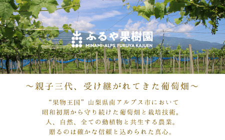 【令和8年発送・先行予約】南アルプス市産シャインマスカット(6房・約3.6kg)真心で育てる大地の宝石！ ALPDX001