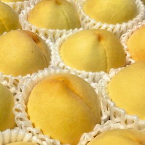 ＜2026年発送分先行予約＞山梨県南アルプス市産　高糖度　黄金桃　【約5ｋｇ　13～20玉】 ALPAH046