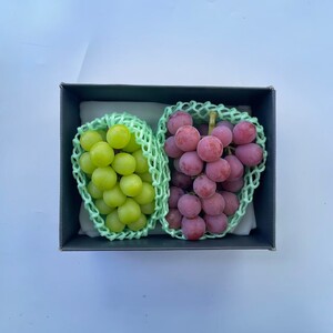 ＜2026年発送先行予約＞おまかせ ぶどう2色詰め合わせ約1.2kg ALPAJ047