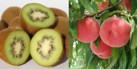 南アルプス天空舎の桃とキウイ ALPAB117