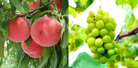 南アルプス天空舎の桃とシャインマスカット ALPAB118