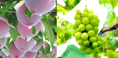 南アルプス天空舎の貴陽とシャインマスカット ALPAB119