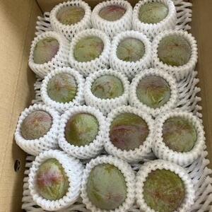 <2026年発送先行予約>すももソルダム約2kg ALPCZ004