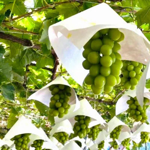 <2026年発送先行予約>完熟 宝石シャインマスカット約5kg ALPCZ006