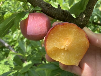 <2026年発送先行予約>すもも サマーエンジェル「夏の天使」約1.5kg以上 ALPCZ010