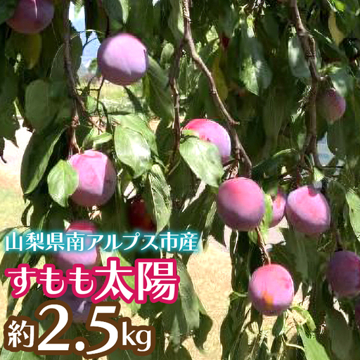 ＜2026年発送先行予約＞すもも太陽 約2.5kg ALPCZ011 7,020円